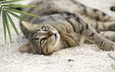 7 House Cleaning Tips for Pet Owners