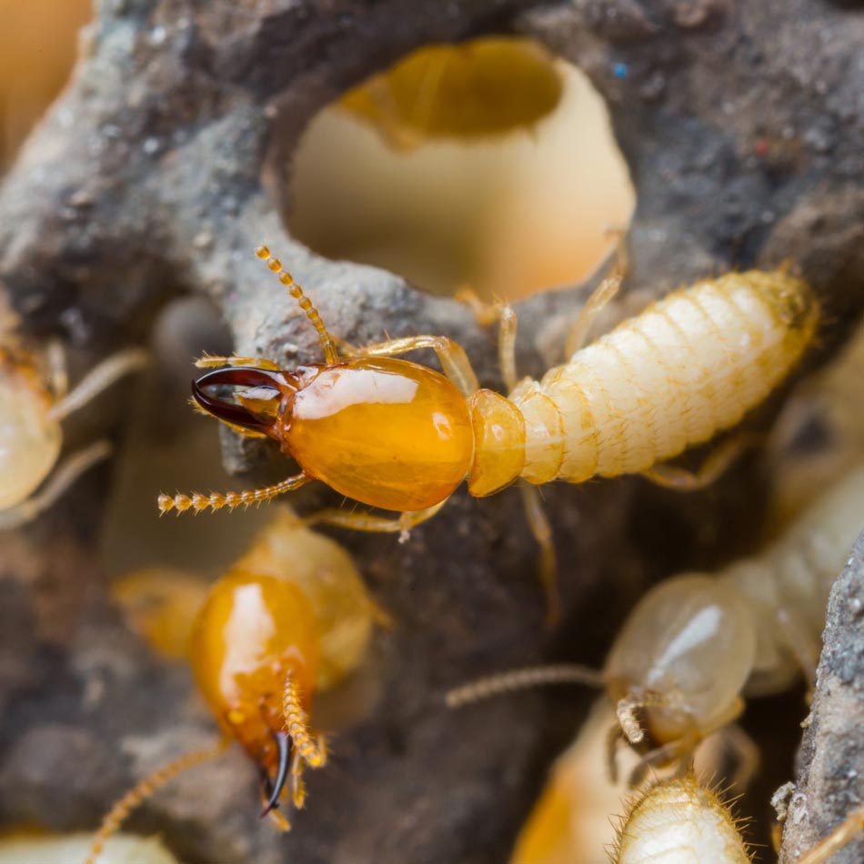 WDO Termite Inspection