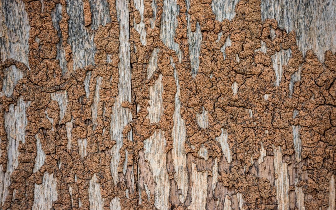 4 Signs of Termites in the Home