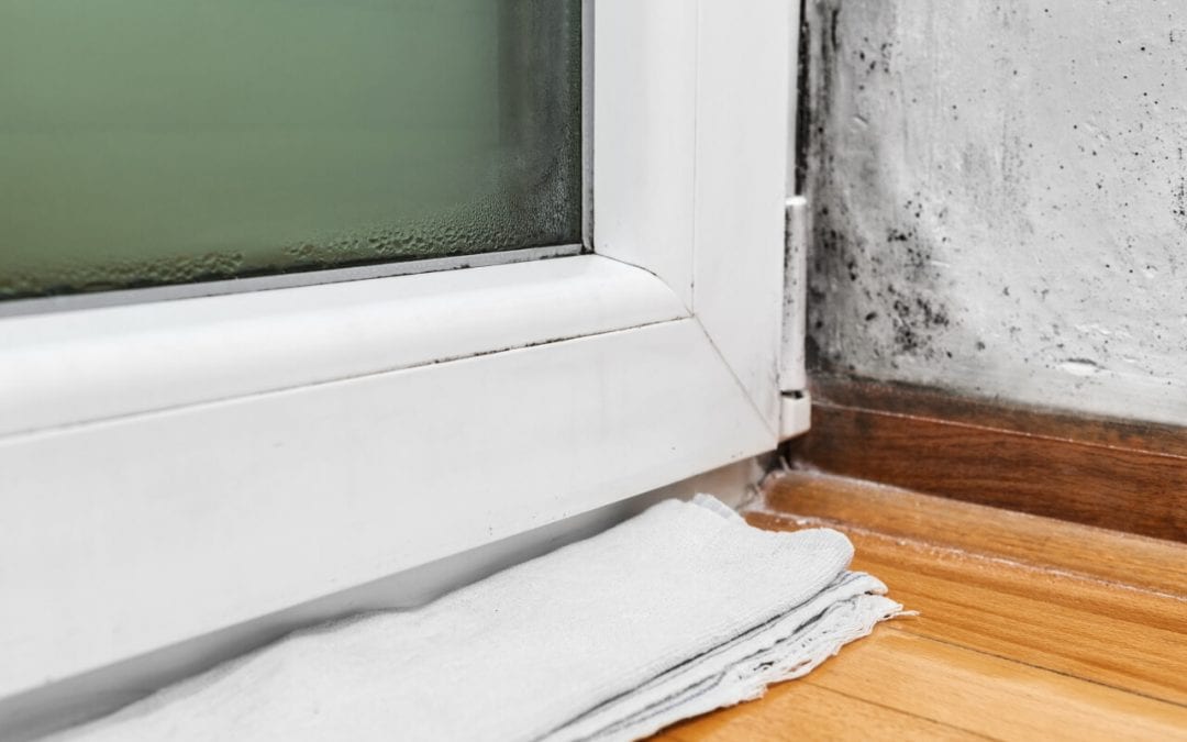 condensation is one of the causes of mold growth