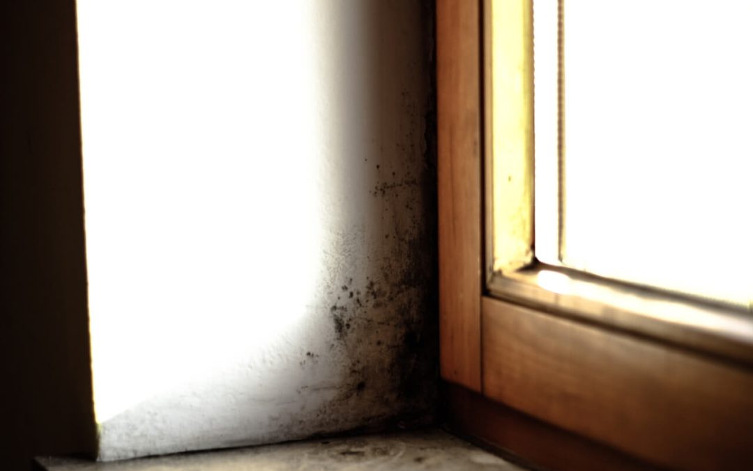 How to Prevent Mold Growth at Home