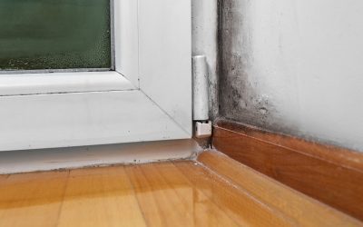 Everything You Need to Get Rid of Mold at Home